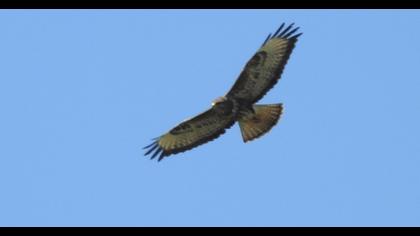 Common Buzzard