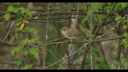 Eastern Olivaceous Warbler