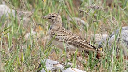 Greater Short-toed Lark