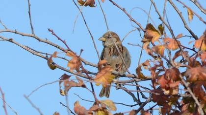House Sparrow