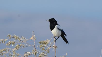 Eurasian Magpie