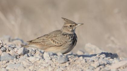 Crested Lark