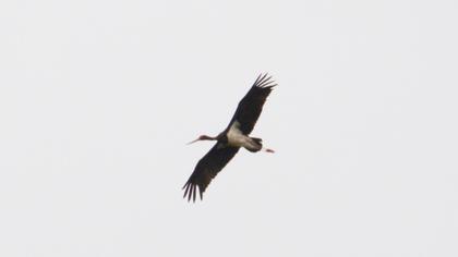 Black Stork