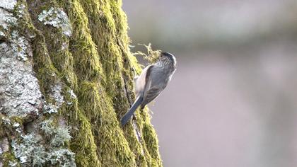 Long-tailed Tit
