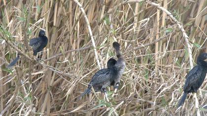 Pygmy Cormorant