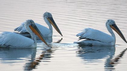 Dalmatian Pelican