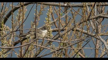 Common Whitethroat