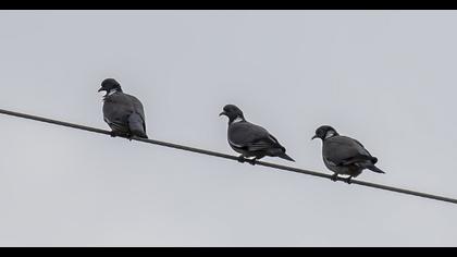 Common Wood Pigeon
