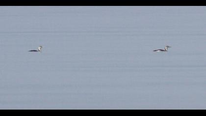 Red-throated Loon