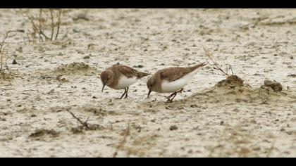 Temminck`s Stint