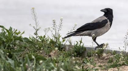 Hooded Crow