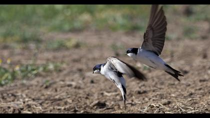 Common House Martin