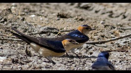 Red-rumped Swallow