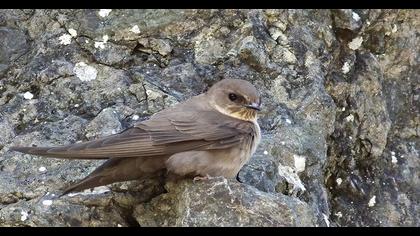Eurasian Crag Martin