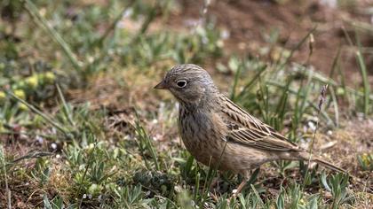 Cretzschmar`s Bunting