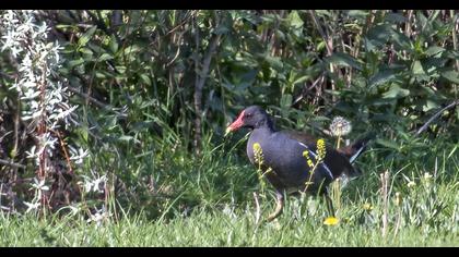 Common Moorhen