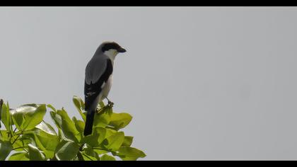 Lesser Grey Shrike