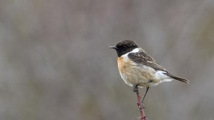 European Stonechat