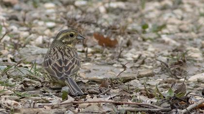 Cirl Bunting