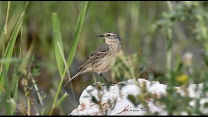 Water Pipit