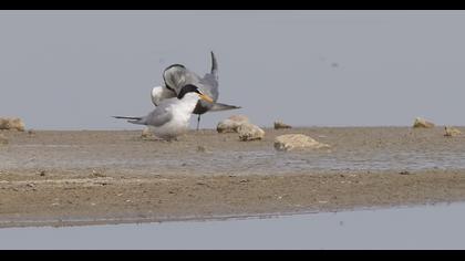 Little Tern