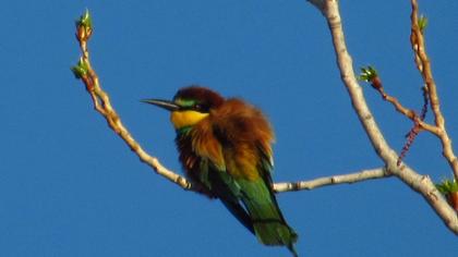 European Bee-eater