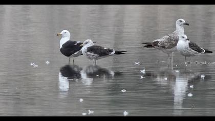 Lesser Black-backed Gull
