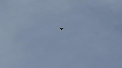 Common House Martin