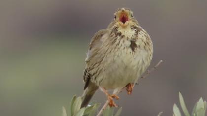 Corn Bunting
