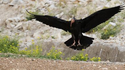 Northern Bald Ibis
