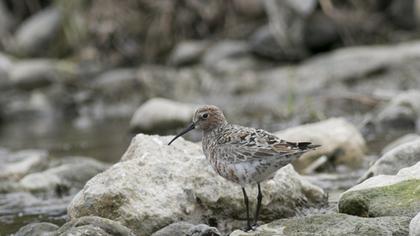 Curlew Sandpiper