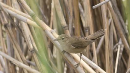 Eurasian Reed Warbler