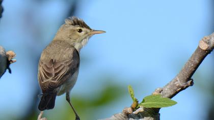 Eastern Olivaceous Warbler