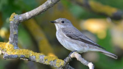 Spotted Flycatcher