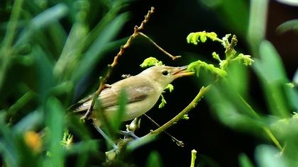 Icterine Warbler
