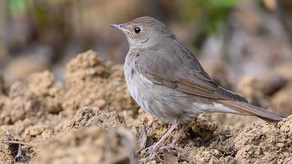 Thrush Nightingale