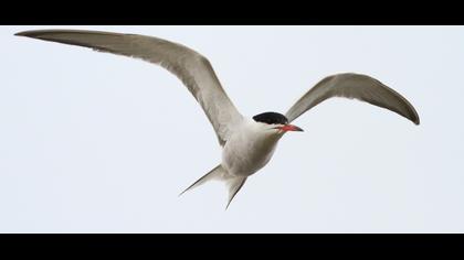 Common Tern