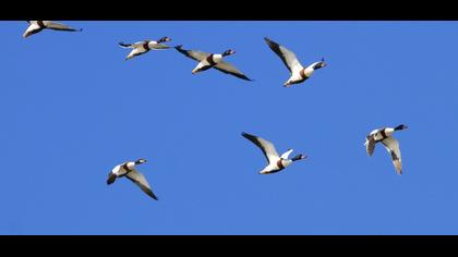 Common Shelduck