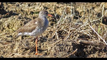 Common Redshank