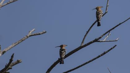 Eurasian Hoopoe