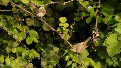 Eastern Olivaceous Warbler