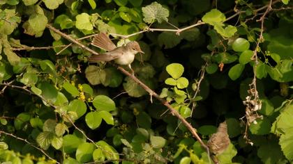 Eastern Olivaceous Warbler