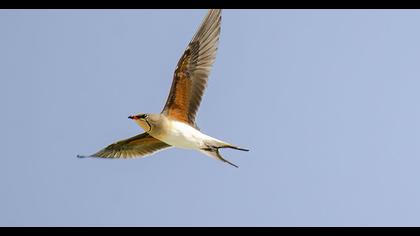 Collared Pratincole