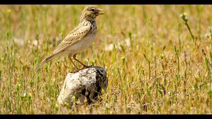 Turkestan Short-toed Lark