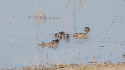 Eurasian Teal