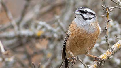 Rock Bunting