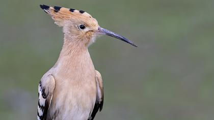 Eurasian Hoopoe