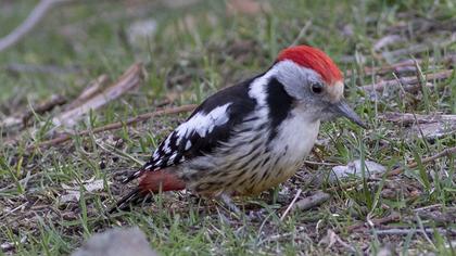 Middle Spotted Woodpecker
