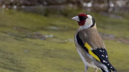 European Goldfinch