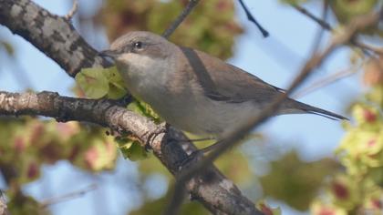 Lesser Whitethroat